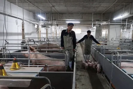 China hog futures drop 22% YTD as supply glut persists ahead of holidays