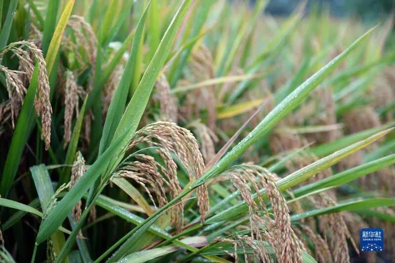 Longping Hi-Tech terminates Yuan Longping trademark license, warns all rice products unauthorized