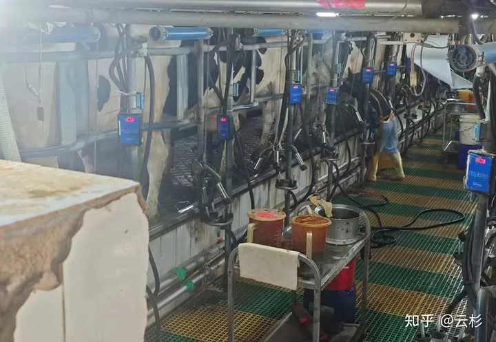 Chinese dairy Ma Sansan investigated after consumer finds water in milk cartons
