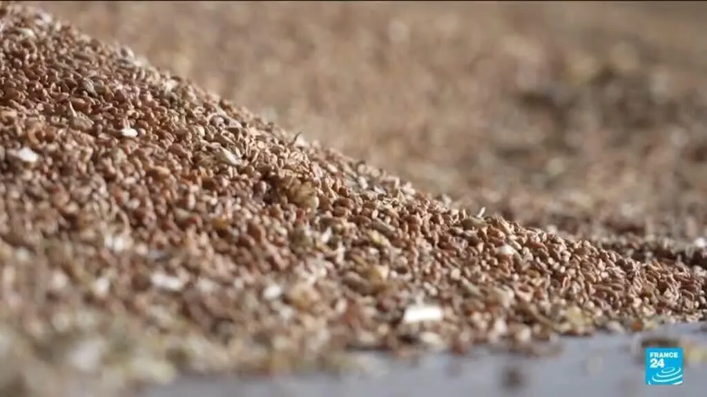 Ukraine Agriculture Minister Expects 20 Million Tonnes Grain Exports via Baltic Sea Route