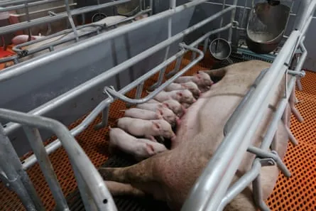 China’s live hog prices edge down 0.5% as holiday slaughtering boosts supply