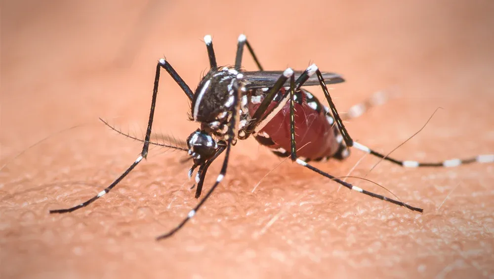 Florida counties declare state of emergency as dengue fever cases reach 170