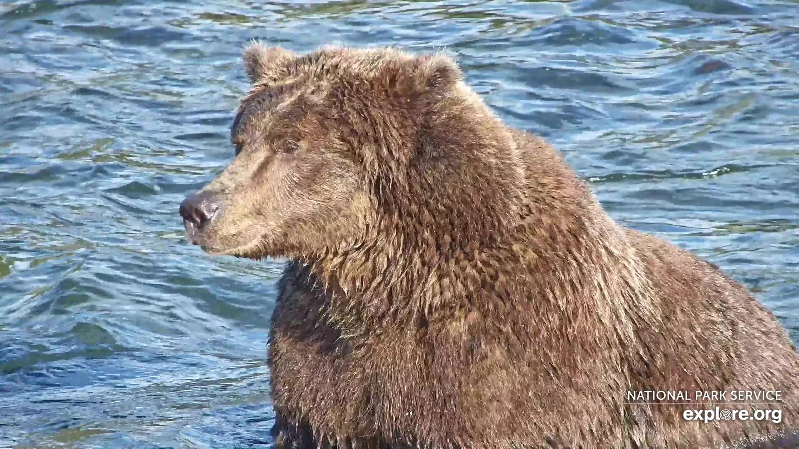 Backpack wins Alaska's Fat Bear Week 2026 with 103,344 votes over rival 910