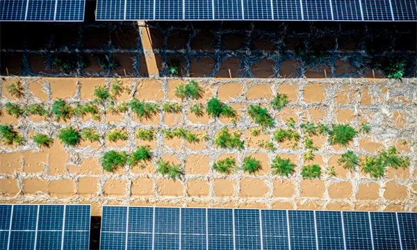 Ningxia's solar greenhouses turn saline land into farmland, win Middle East orders