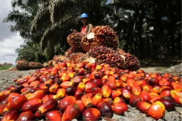 Malaysia’s Palm Oil Exports Drop 24.7% in Sept 1-20, AmSpec Reports