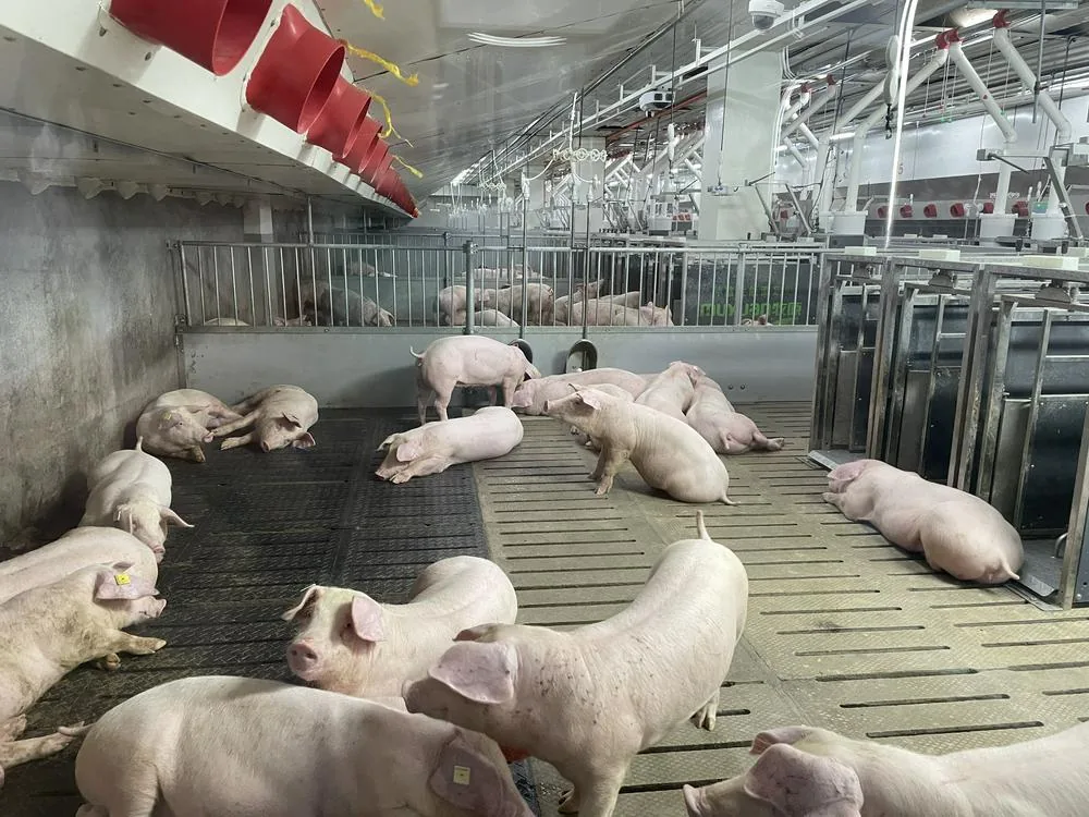 China's Hog Market Fails to Rally in 'Golden September' Peak Season, Prices Near Cost
