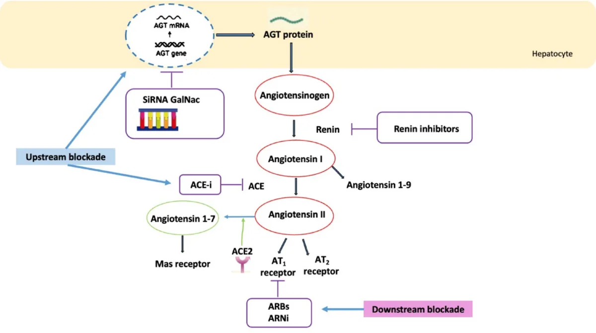 Sunshine Noah licenses hypertension siRNA drug ABA001 to Wangao Pharma for 50 million yuan