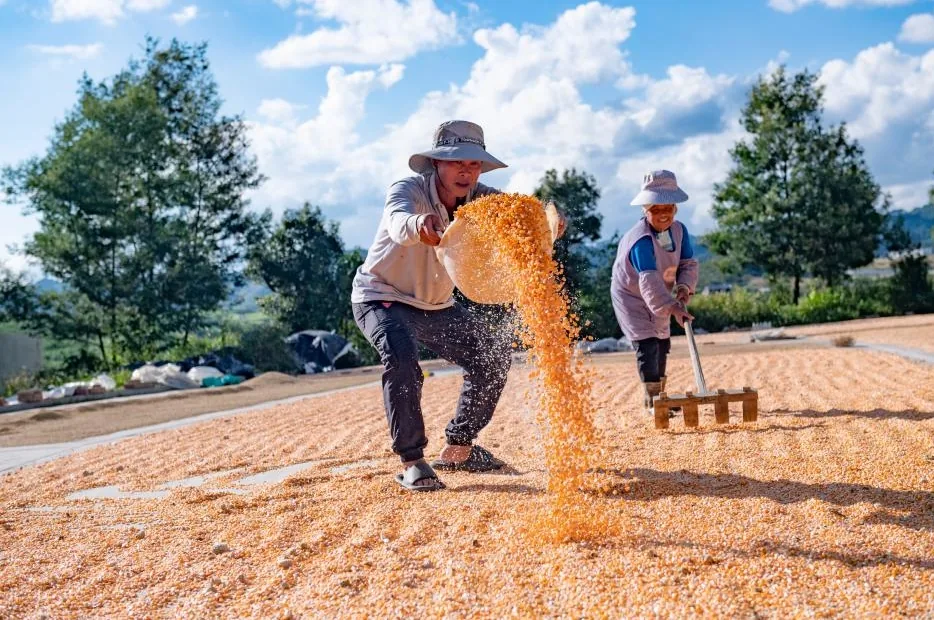 China targets 4.5 trillion yuan annual grain output by 2030 under new plan